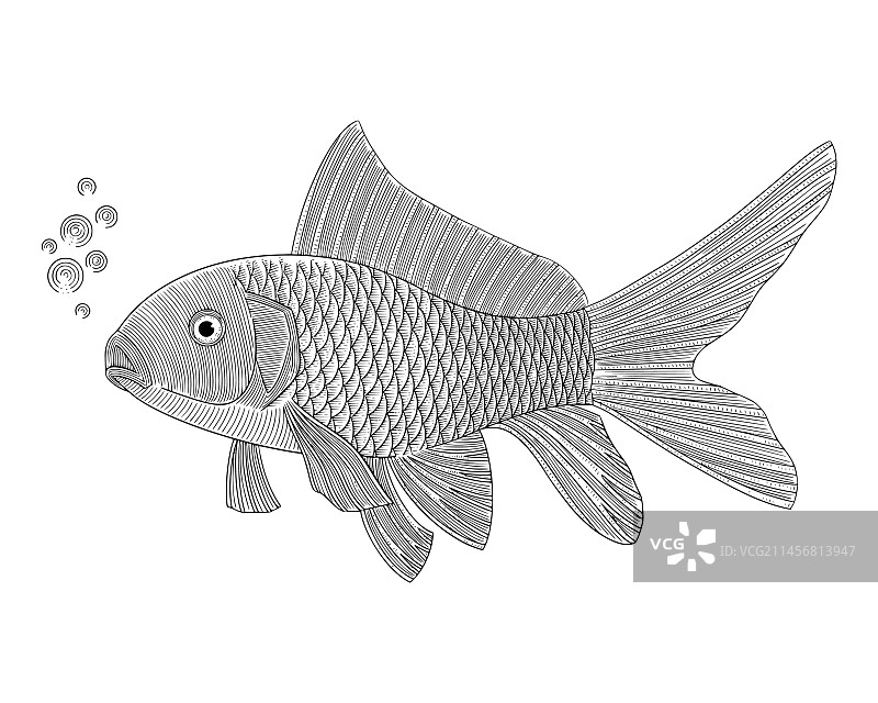 金鱼复古雕刻绘画风格i图片素材