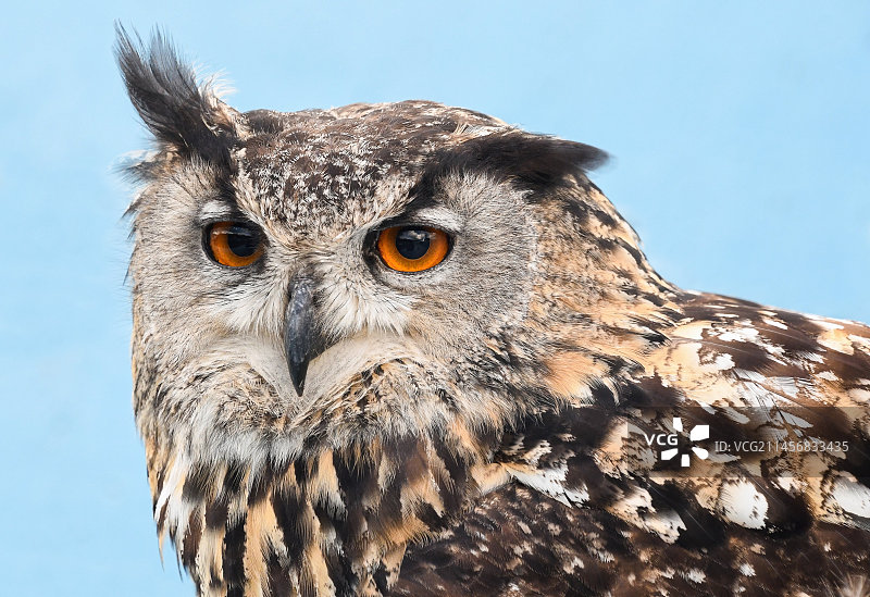 猫头鹰小鸟夜间生物图片素材