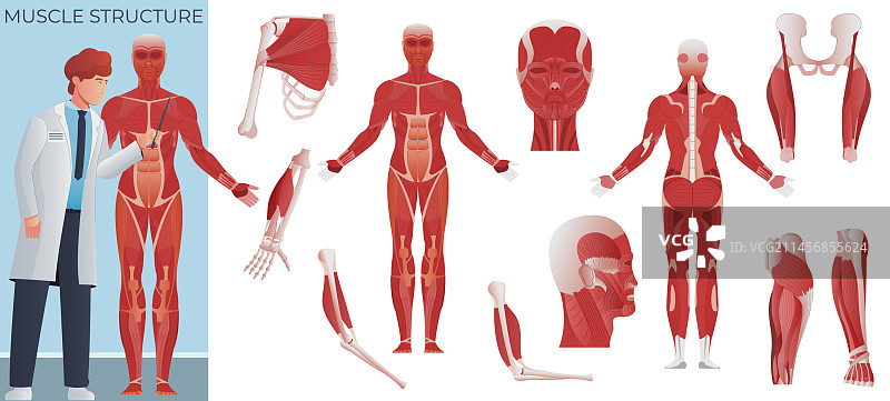 肌肉解剖结构扁平化设计图片素材