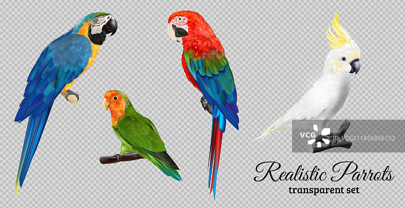 逼真的鹦鹉透明素材图片素材