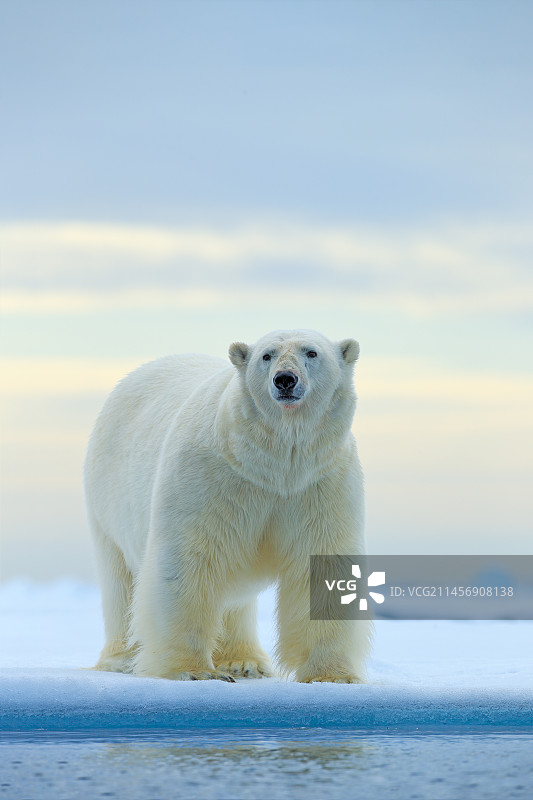 白色北极熊野生动物图片素材