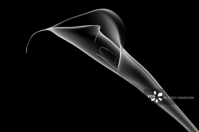 x光花朵花瓣牵牛花在黑色背景图片素材