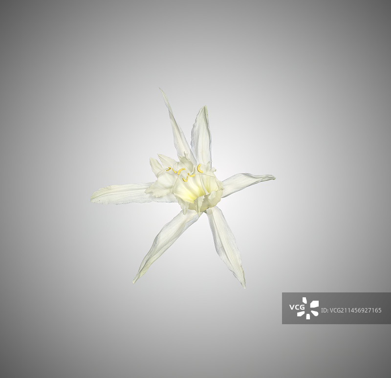 兰花萱草在渐变背景下黄色花蕊图片素材