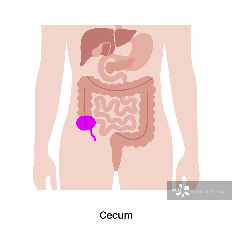 大肠解剖结构图片素材