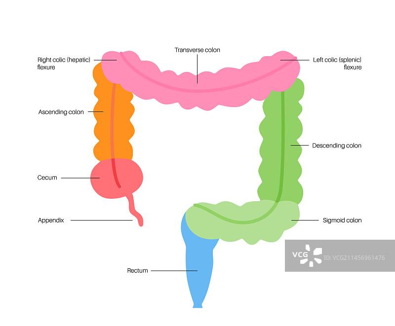 大肠解剖结构图片素材