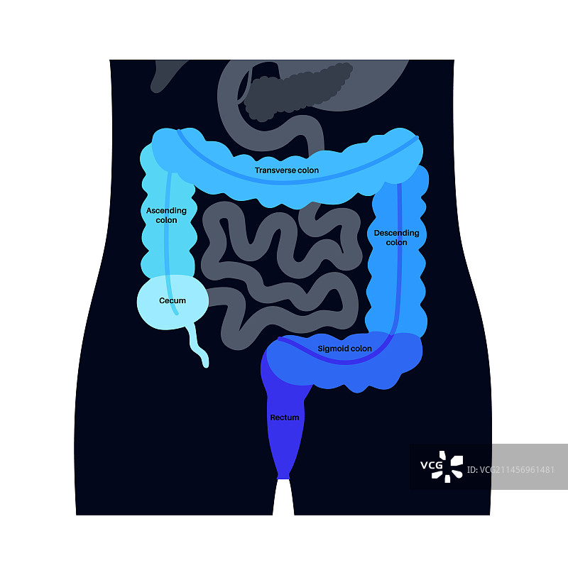 大肠解剖结构图片素材