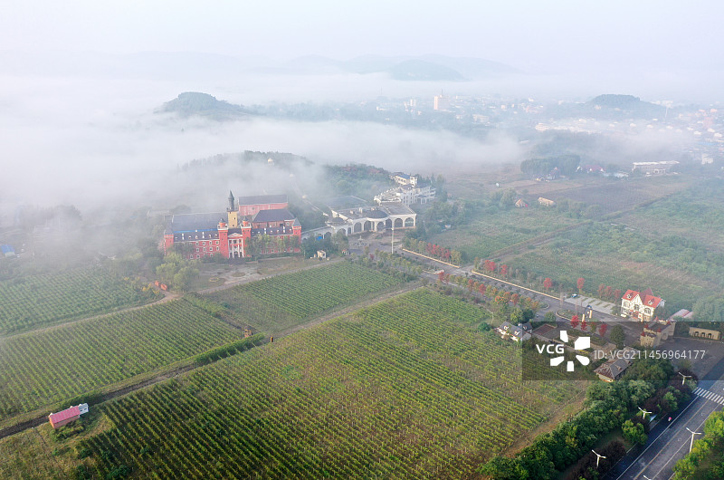 平流雾中的山东枣庄山亭区汉诺葡萄庄园图片素材