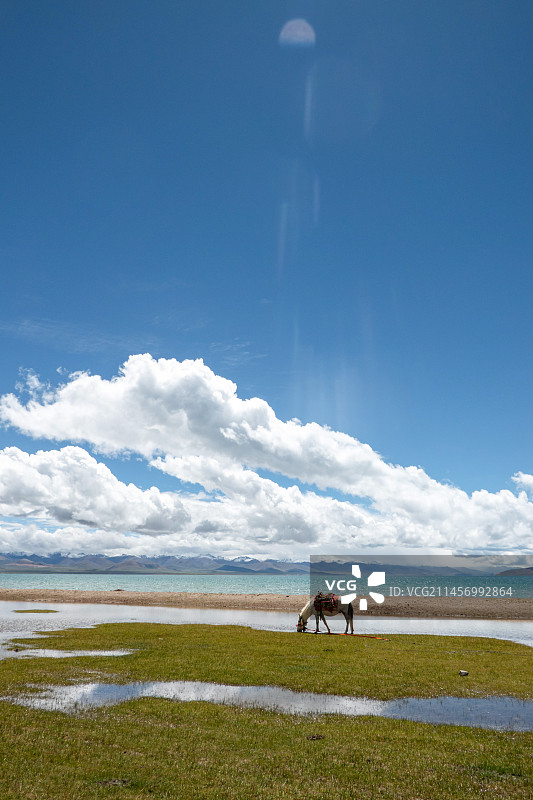 纳木错湖边的马图片素材