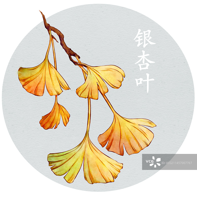银杏叶图片素材