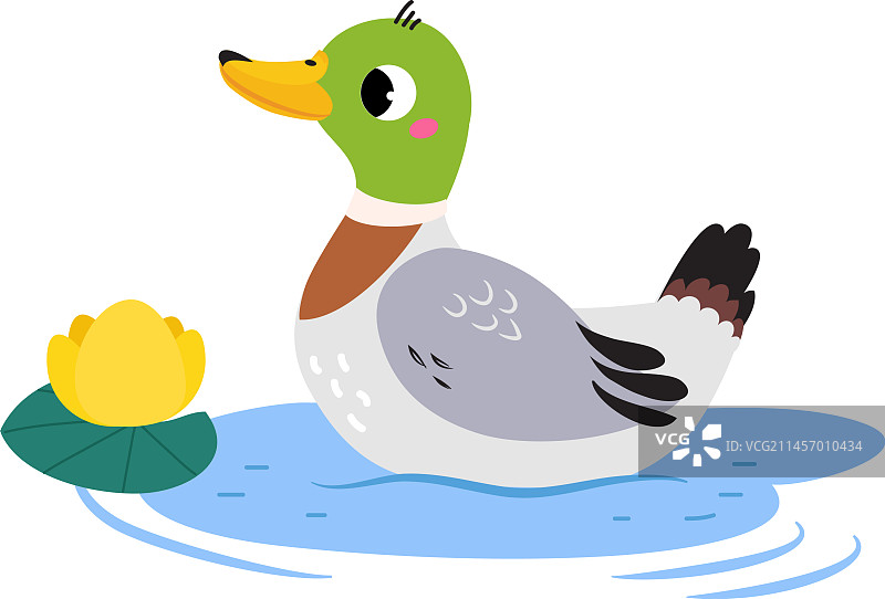 在沼泽中游泳的鸭子或野鸭图片素材