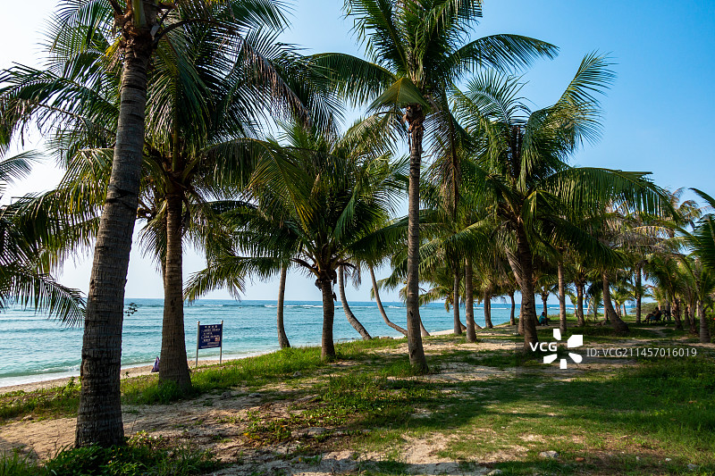 海南省三亚市小东海椰树风光图片素材