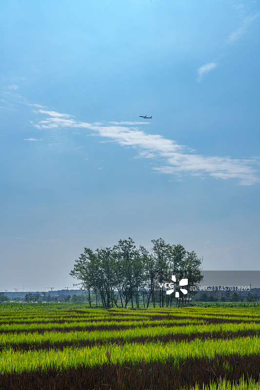 成都凤求凰公园图片素材