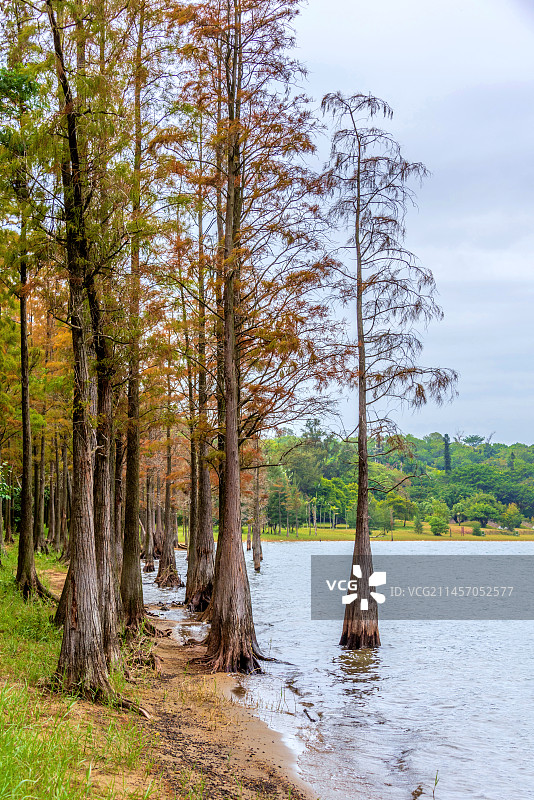 中国广东湛江湖光岩风景区图片素材