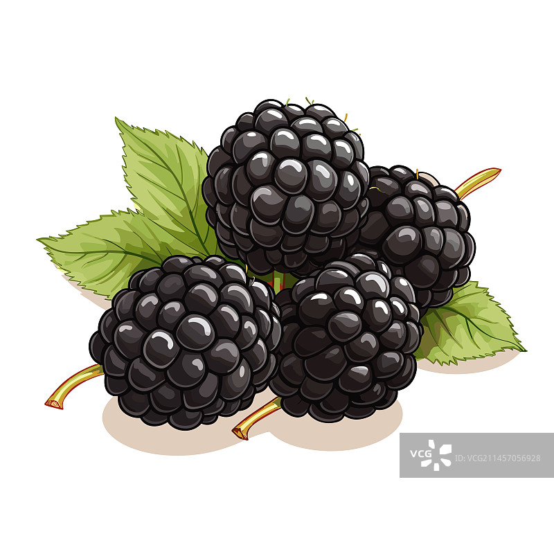 手绘黑莓涂鸦图片素材