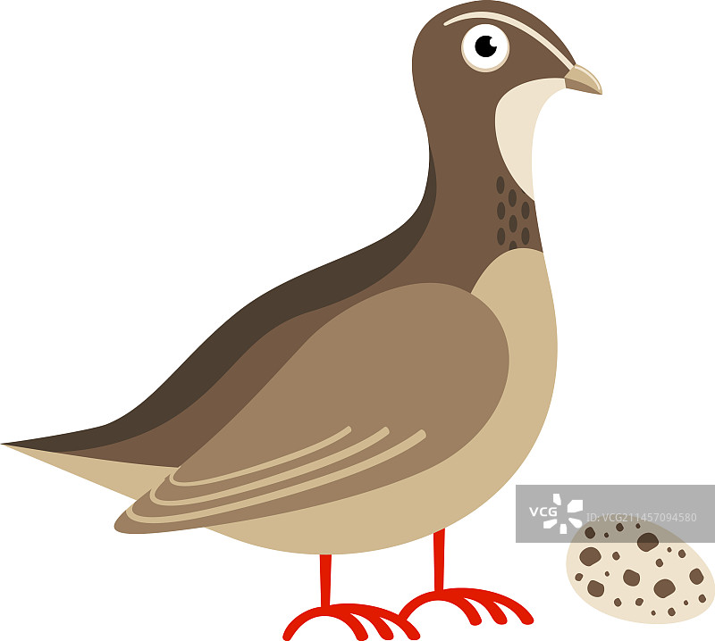 卡通鹌鹑鸟和蛋，野生家禽图片素材
