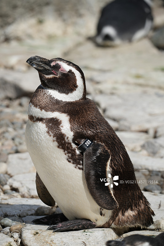 企鹅闭目养神特写图片素材