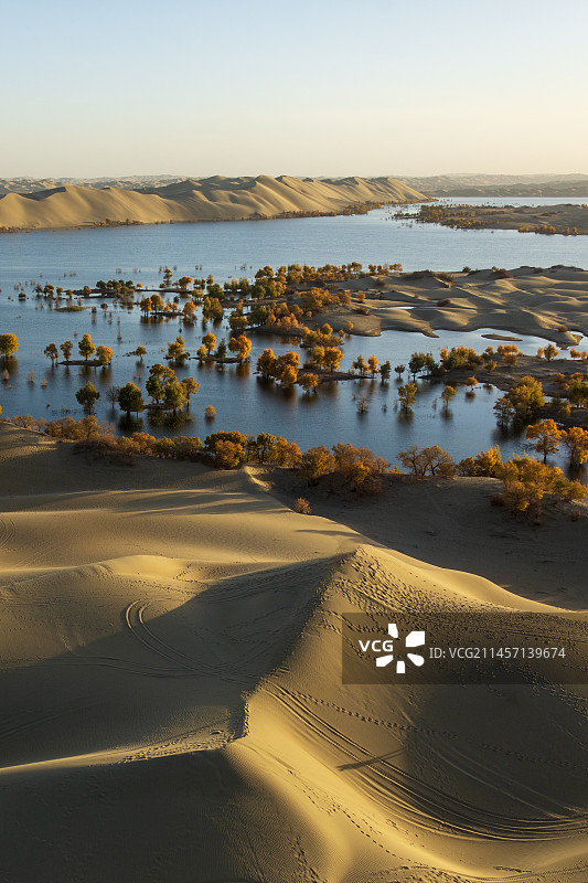 尉犁县金秋时节的罗布湖与胡杨林图片素材
