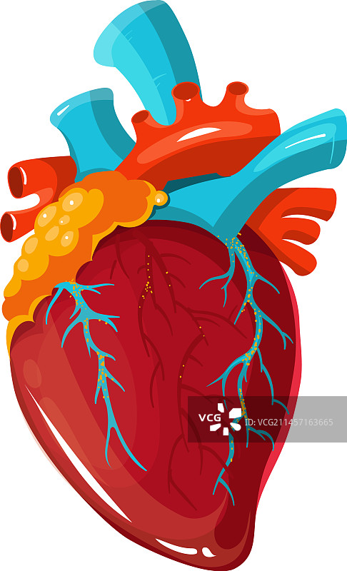 医学人体解剖心脏图片素材