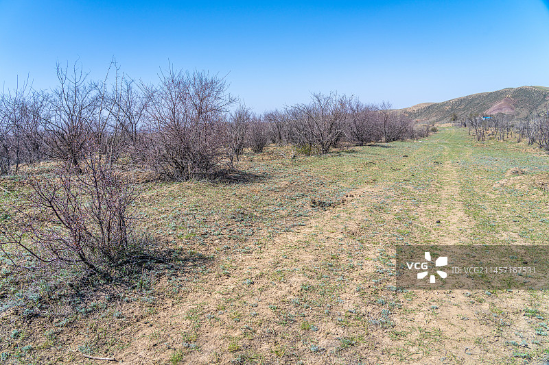 新疆 初春 干旱地带 车辙 自然风光 羊群图片素材