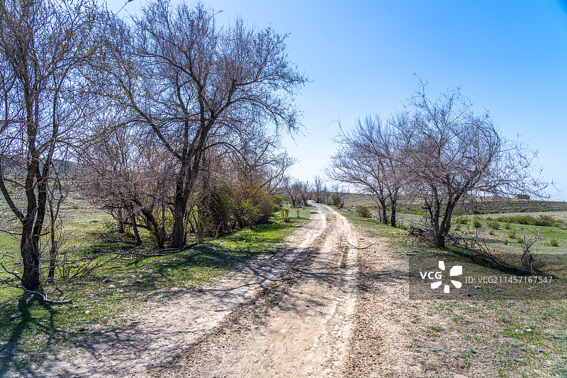 新疆 初春 干旱地带 车辙 自然风光 羊群图片素材