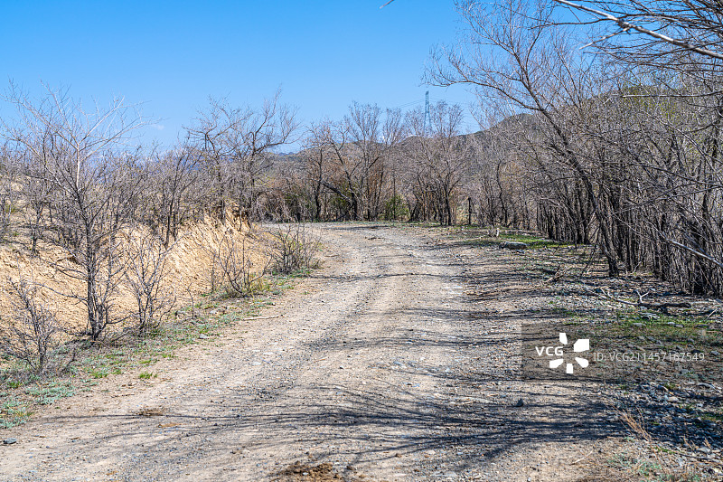 新疆 初春 干旱地带 车辙 自然风光 羊群图片素材