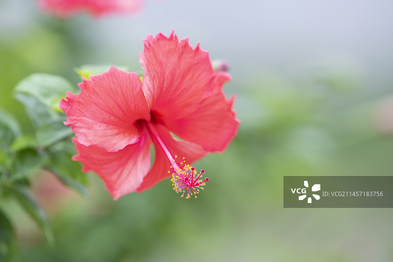 扶桑花图片素材