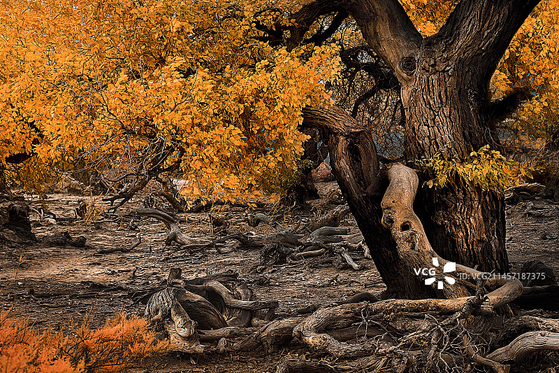 木垒胡杨林图片素材