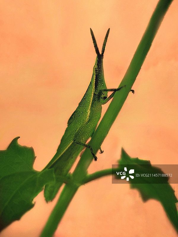 余晖下图片素材