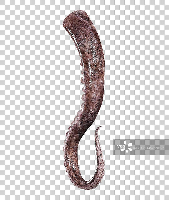 真实带吸盘的章鱼鱿鱼爪子图片素材