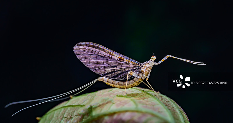 《蜉蝣》图片素材