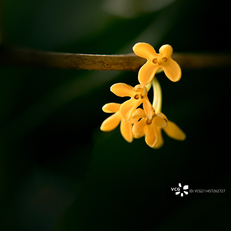 金桂花图片素材