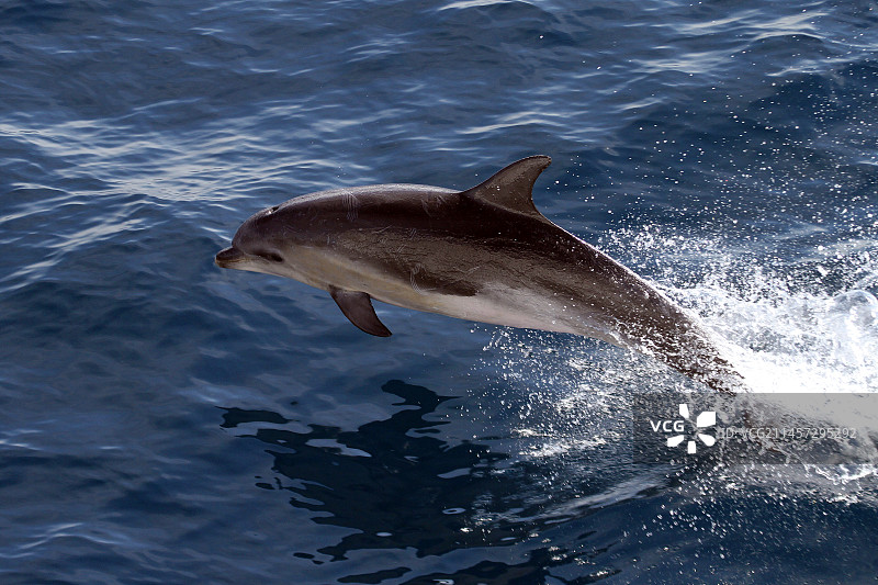 海豚海洋生物图片素材