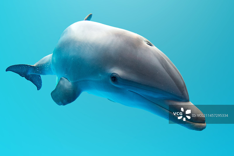 海豚海洋生物图片素材
