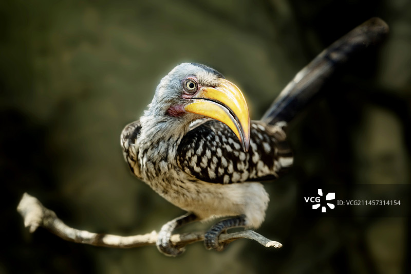 犀鸟-3图片素材