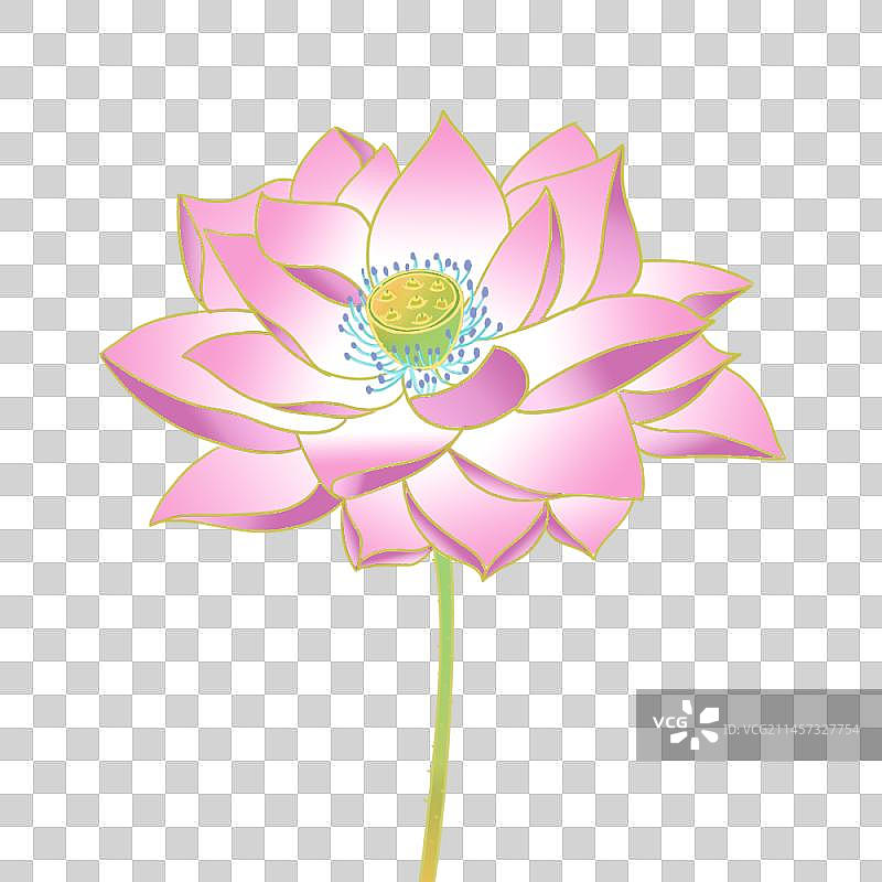 一朵荷花图片素材