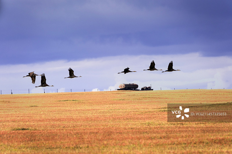 内蒙古额尔古纳市九月即将向南迁徙的蓑羽鹤群图片素材