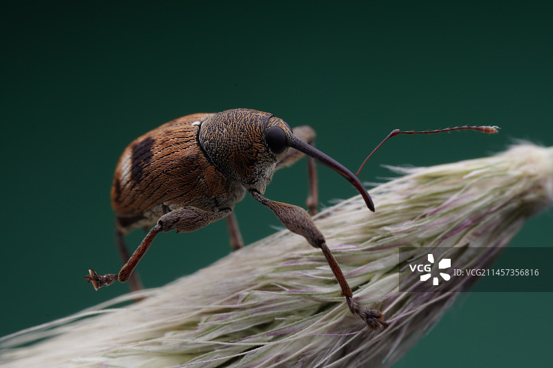 象鼻虫图片素材