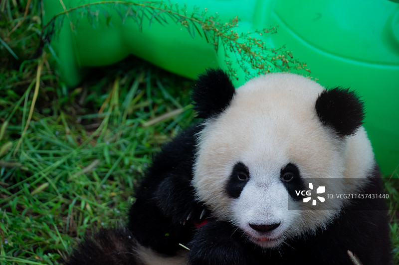 大熊猫熊猫幼崽国宝图片素材