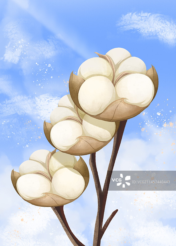 棉花插画图片素材