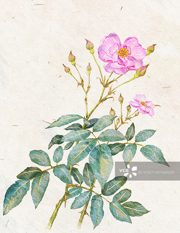 蔷薇花图片素材