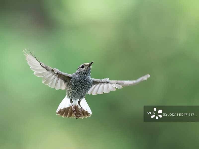 红尾水鸲-雌鸟图片素材