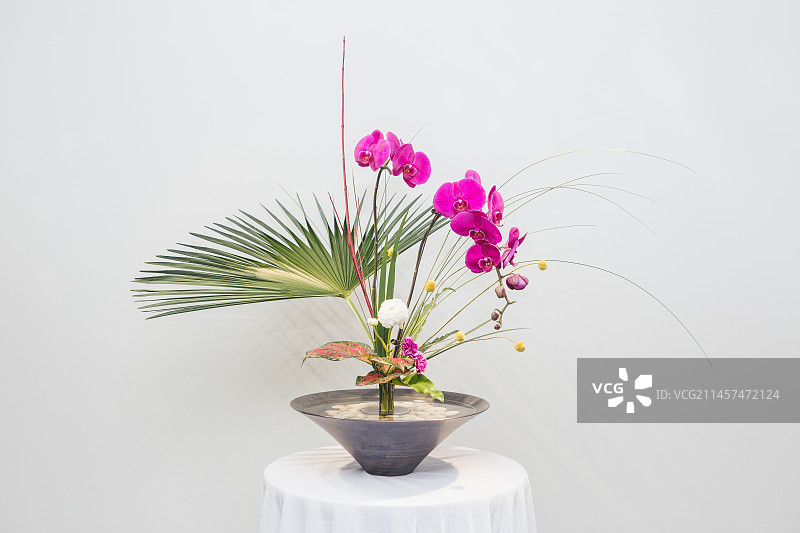 池坊花道，白色背景下盆栽植物的特写镜头图片素材