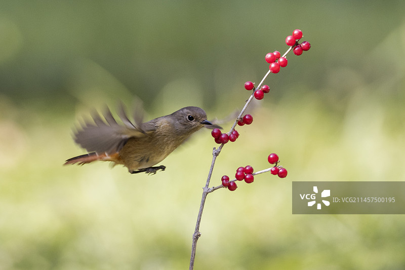北红尾鸲图片素材