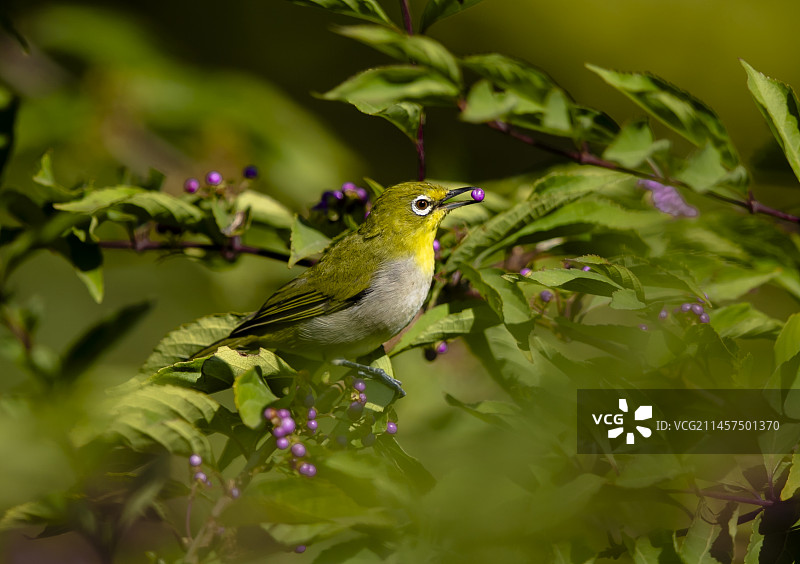 吃紫珠的绣眼鸟图片素材