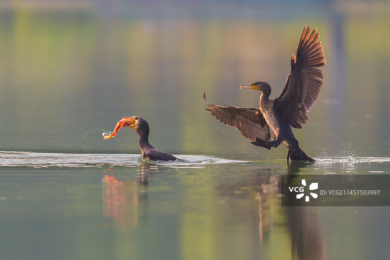 两只鸬鹚一条鱼图片素材