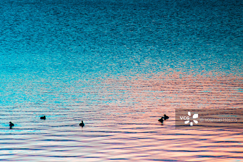 水鸟光影图片素材
