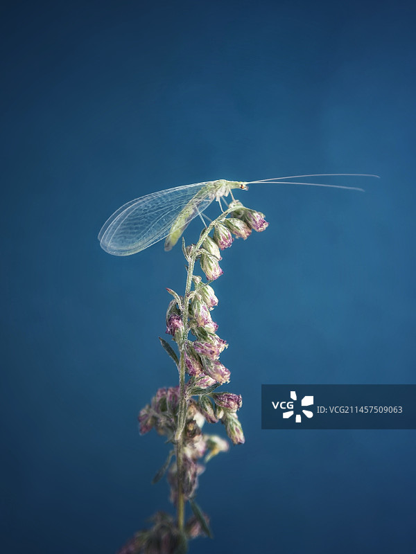 草蛉仙子图片素材