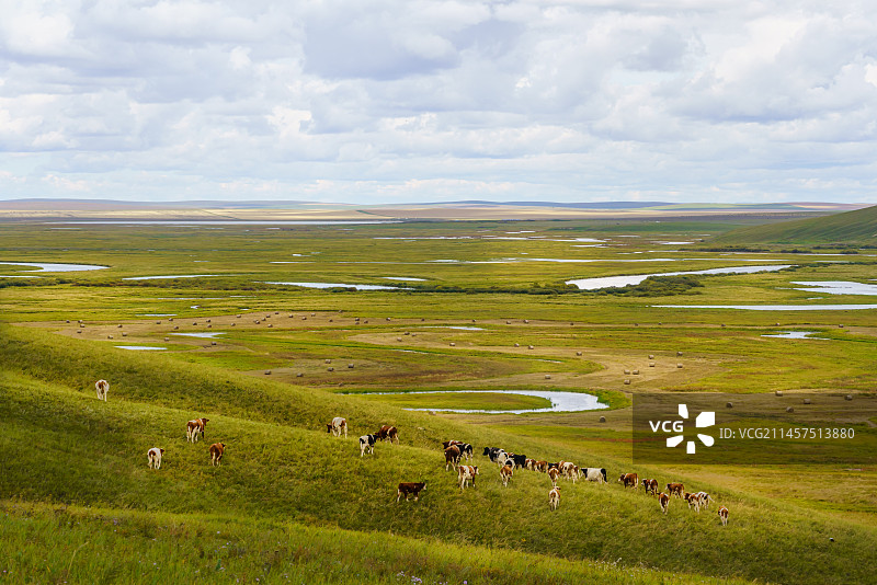 呼伦贝尔186彩带河上成群的奶牛图片素材