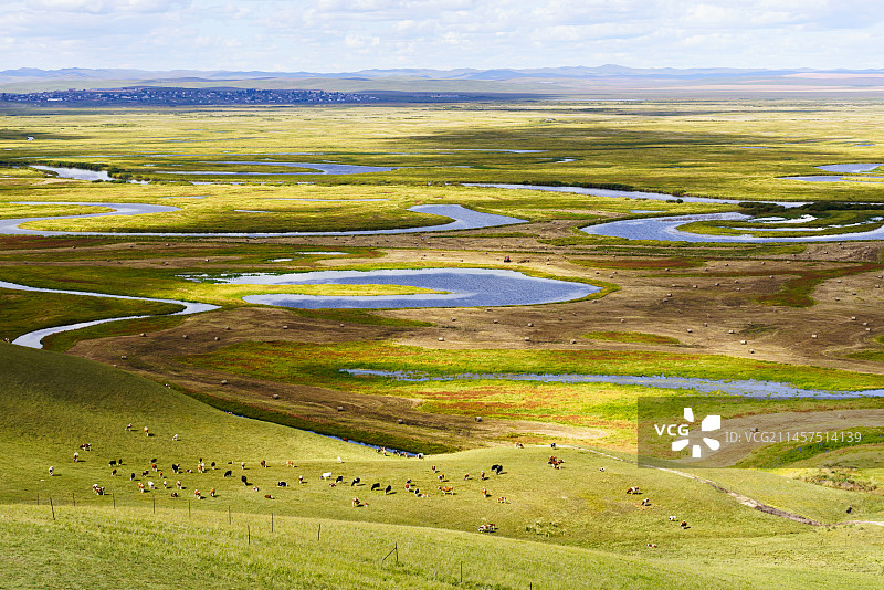 呼伦贝尔186彩带河上成群的奶牛图片素材