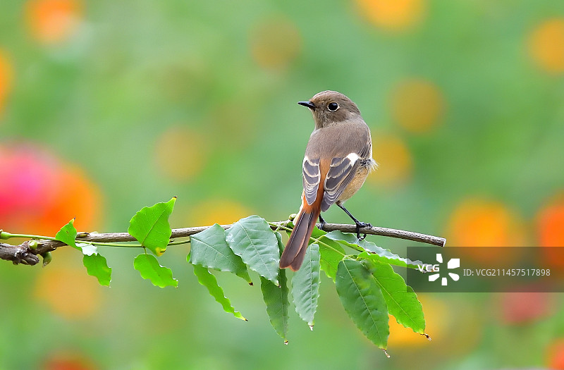 北红尾鸲鸟，登枝亮相。图片素材